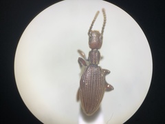 Araeoschizus