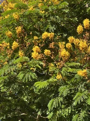 Peltophorum
