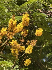 Peltophorum