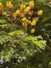 Peltophorum