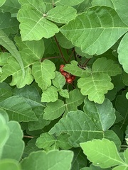 Rhus aromatica aromatica