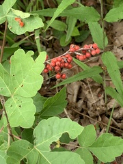 Rhus aromatica aromatica