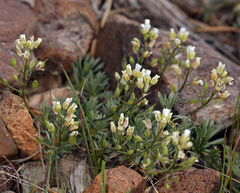 Cusickiella douglasii