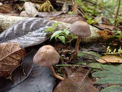 Laccaria gomezii
