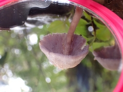Laccaria gomezii