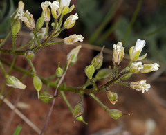 Cusickiella douglasii