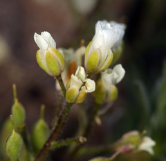 Cusickiella douglasii