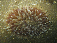 Heteractis