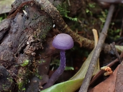 Laccaria gomezii