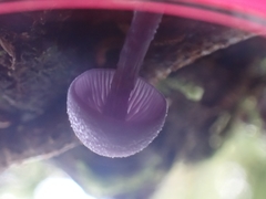 Laccaria gomezii