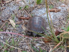Gopherus polyphemus