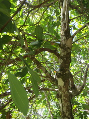 Cinnamomum verum