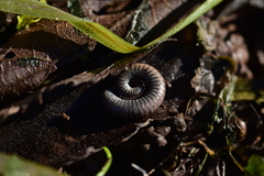 Acanthoiulus fuscipes