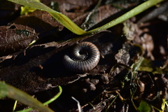 Acanthoiulus fuscipes