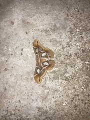 Rothschildia arethusa