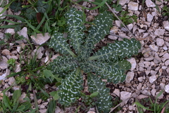 Tyrimnus leucographus