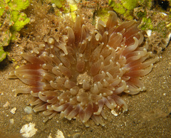 Heteractis