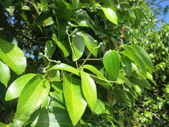 Cinnamomum verum