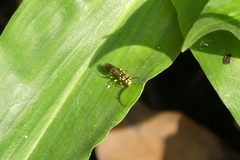 Ropalidia ornaticeps
