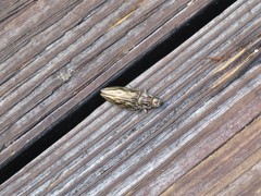 Chalcophora georgiana