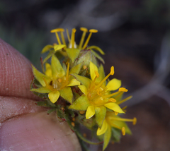 Ivesia webberi