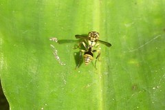 Ropalidia ornaticeps