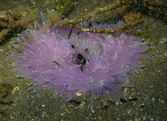 Heteractis