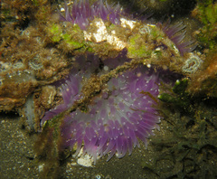 Heteractis