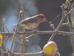 Haemorhous purpureus californicus