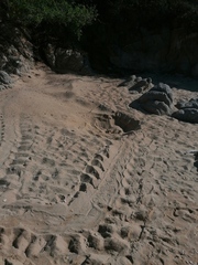 Lepidochelys olivacea