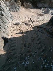 Lepidochelys olivacea