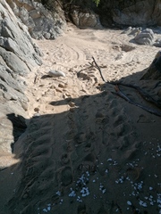 Lepidochelys olivacea