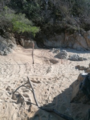 Lepidochelys olivacea