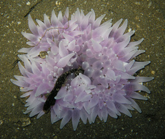 Heteractis