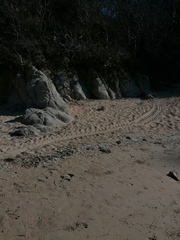 Lepidochelys olivacea