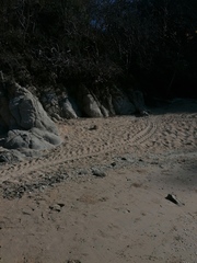 Lepidochelys olivacea