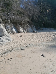 Lepidochelys olivacea