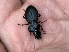 Cyclotrachelus whitcombi