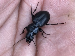 Cyclotrachelus whitcombi