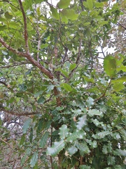 Quercus semecarpifolia
