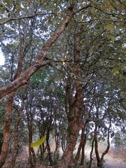 Quercus semecarpifolia