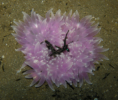 Heteractis