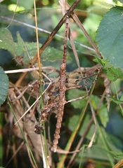 Acanthoxyla geisovii