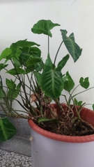 Syngonium podophyllum