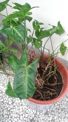 Syngonium podophyllum