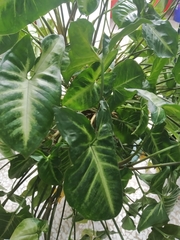 Syngonium podophyllum