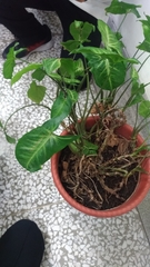 Syngonium podophyllum