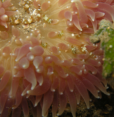 Heteractis