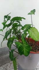 Syngonium podophyllum