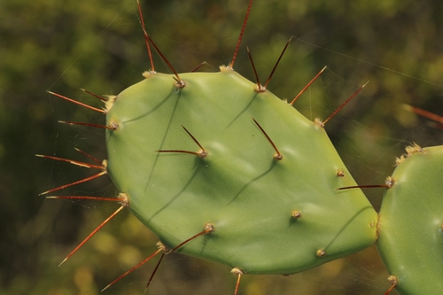 Pearbush (Opuntia zebrina)